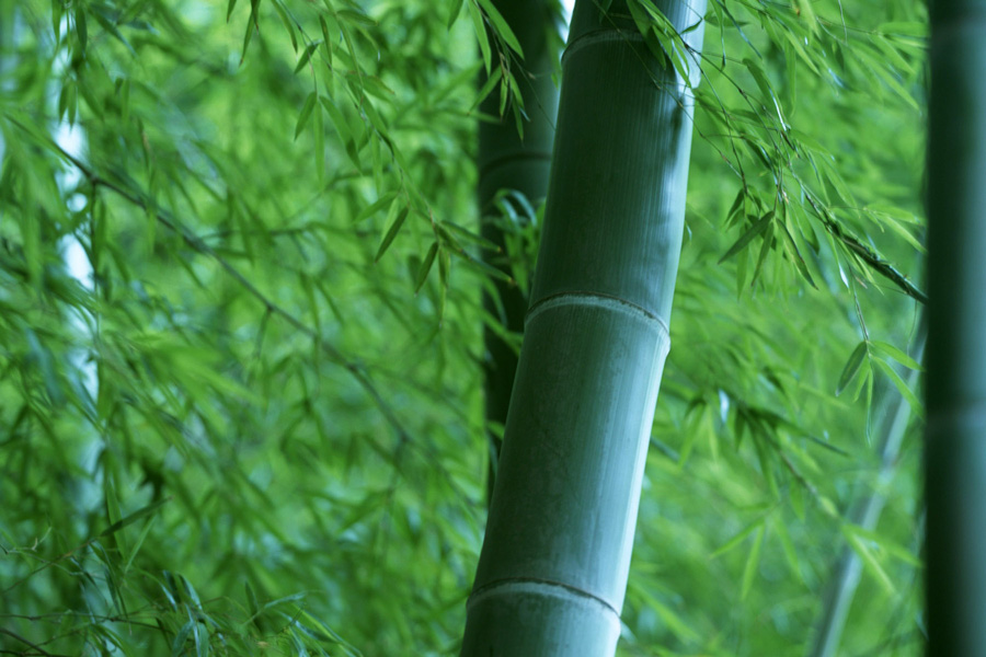 bamboo