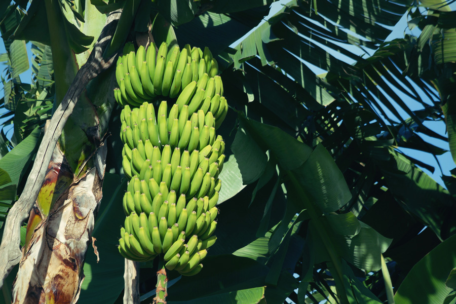 bananas