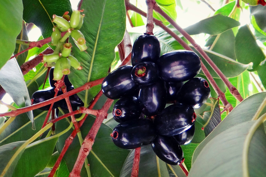 blackberry