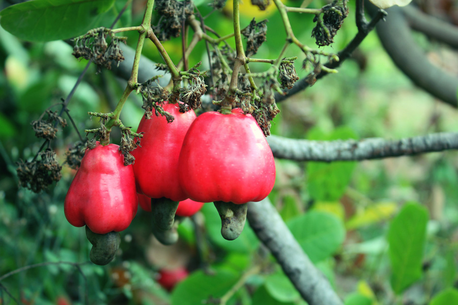 cashew