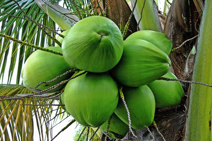 coconut