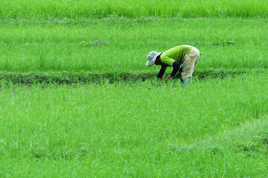 farming