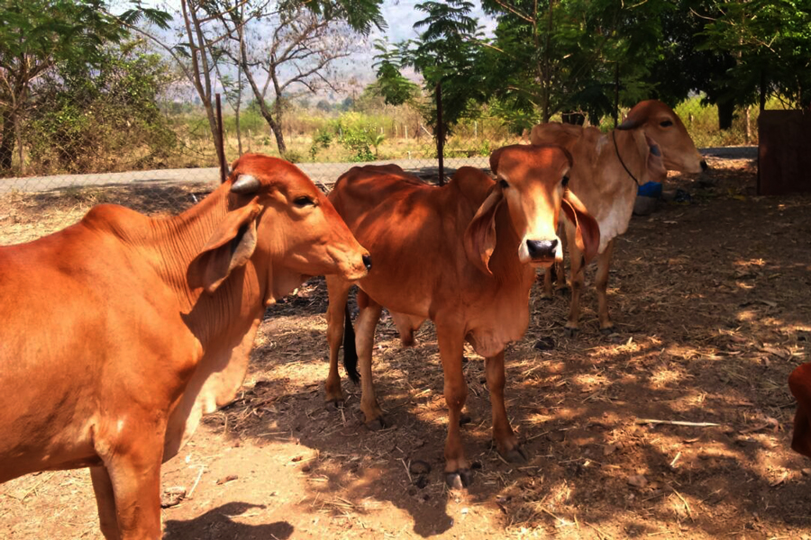 gircows