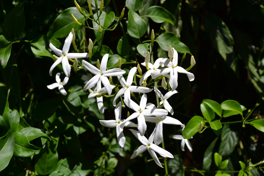 jasmine