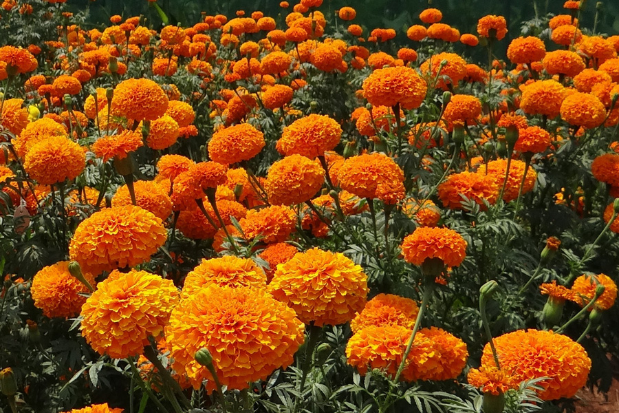 marigold