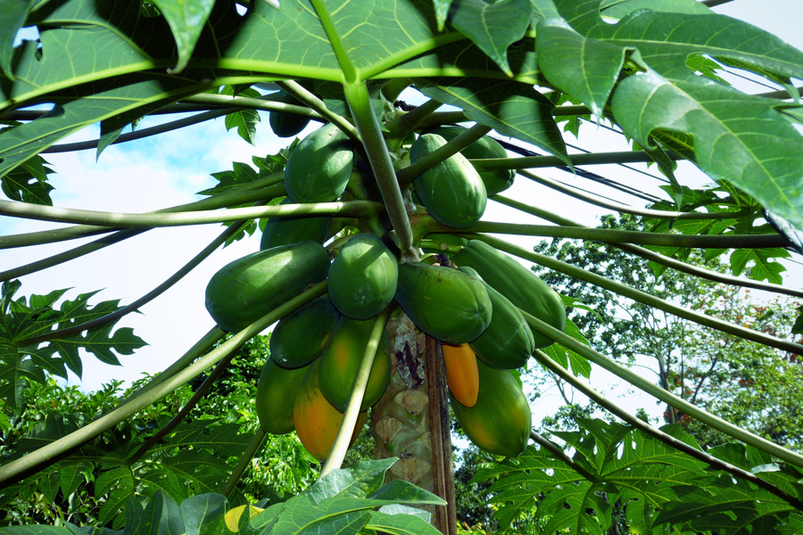 papaya
