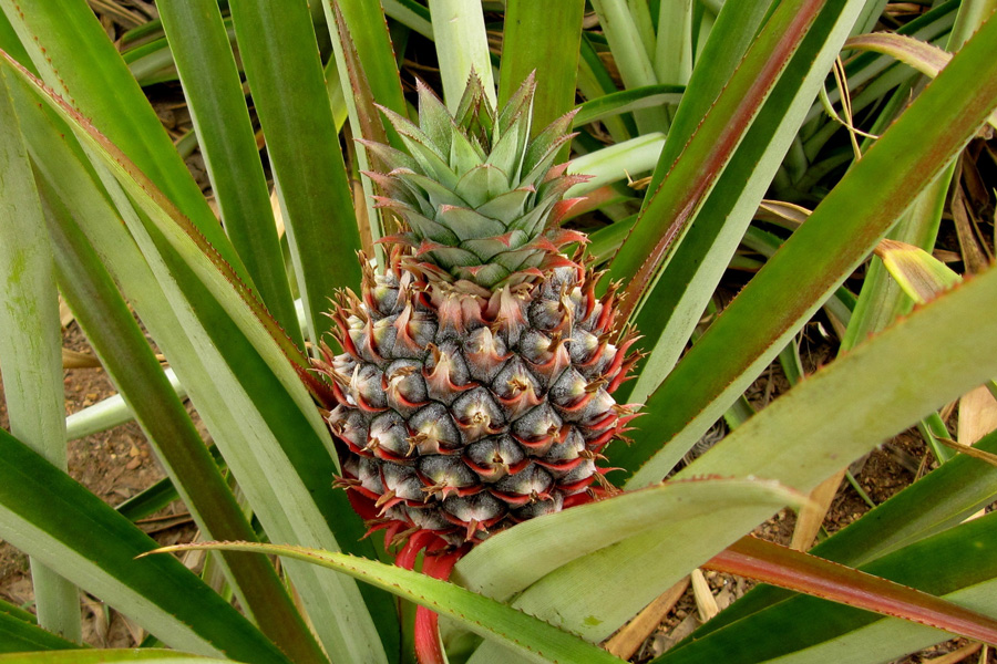 pineapple