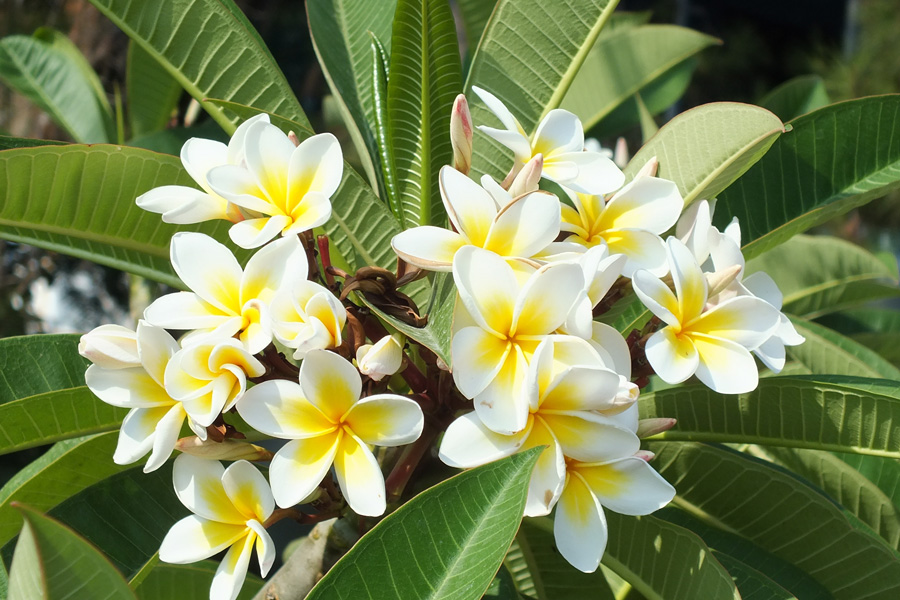 plumeria