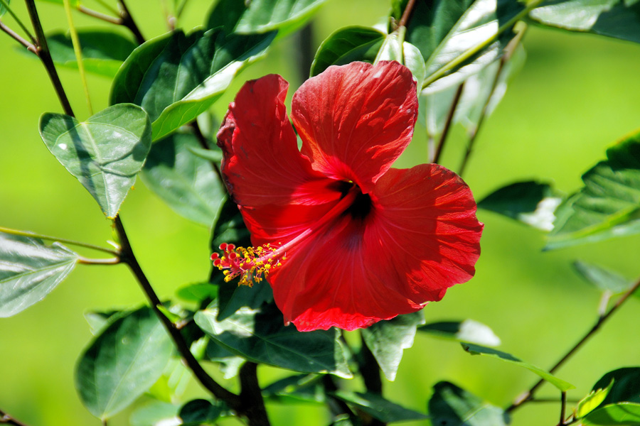 red-hibiscus