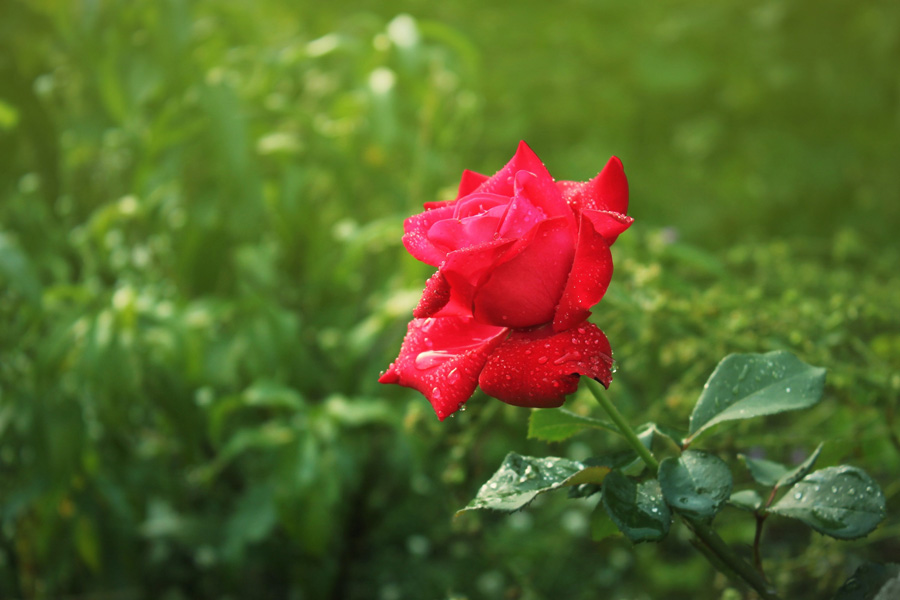 rose