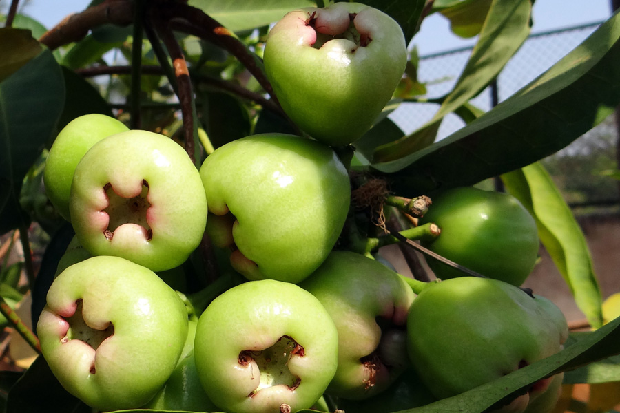 syzygium-samarangense