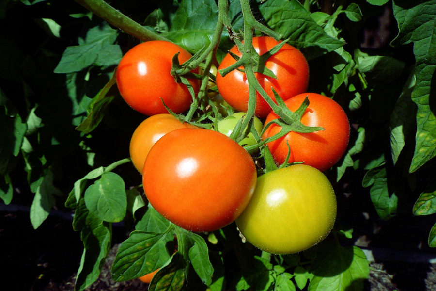 tomatoes